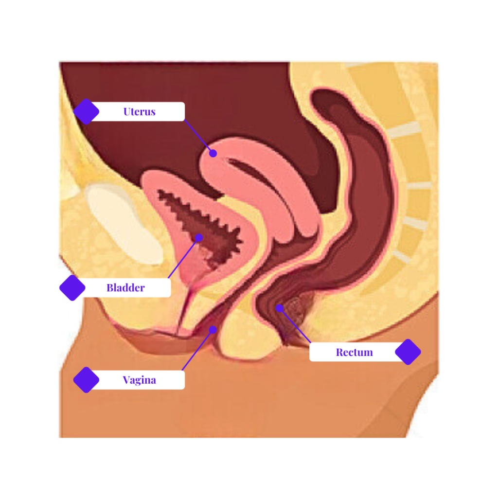 Normal position Uterus