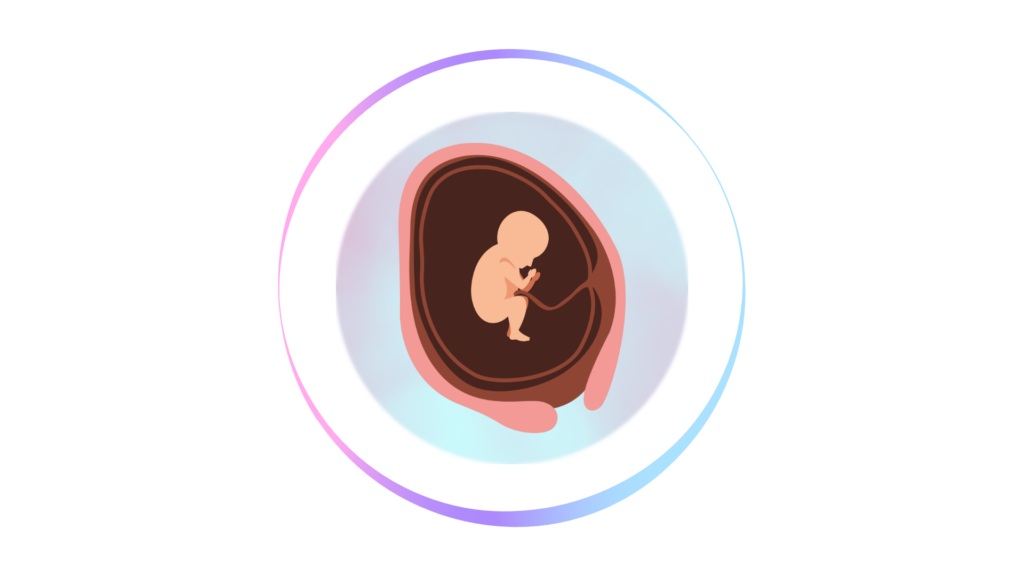 Fetus Growth Weekly-Second Trimester